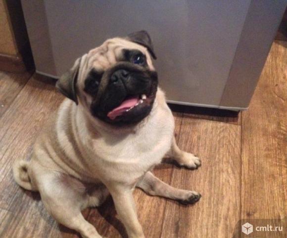 Мопса в дар приму. Фото 1.