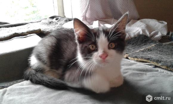 Британский котенок. Фото 1.