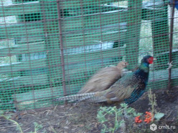 Румынский фазан с самкой. Фото 1.