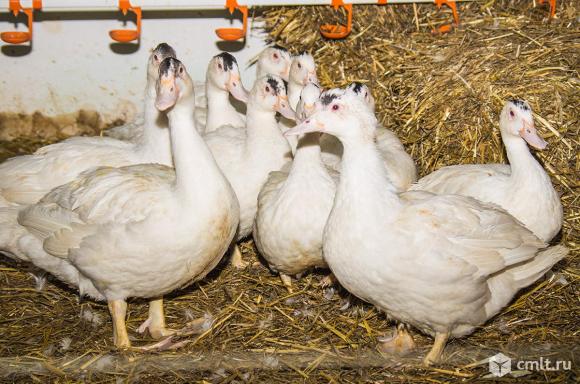 Мулард на мясо. Фото 1.