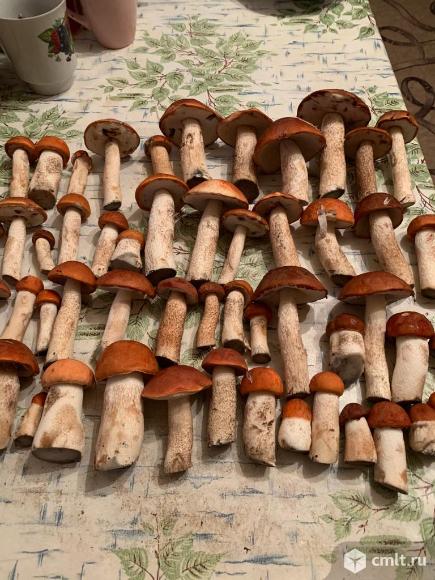 Грибочки солёные и маринованные и сушеные. Фото 1.