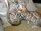 Бенгальский котенок. Фото 2.