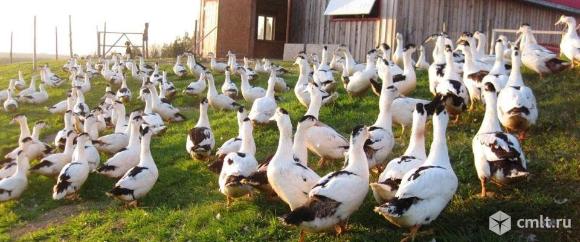 муларды. Фото 1.