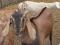 Нубийский козёл на покрытие. Фото 5.