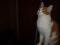 Взрослый кот рыжий красавец Боня - в надежную любящую семью. Фото 1.