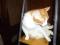 Взрослый кот рыжий красавец Боня - в надежную любящую семью. Фото 3.