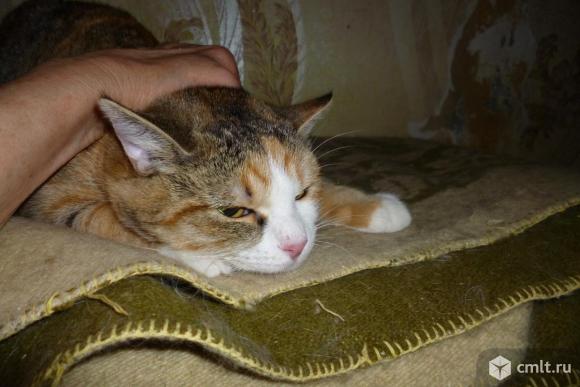 Ищем надежных заботливых хозяев для очаровательной кошечки-подростка Милочки. Фото 2.