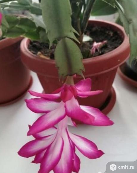 Декабрист,эхинопсис,сансевиерия,эуфорбия тригона. Фото 1.