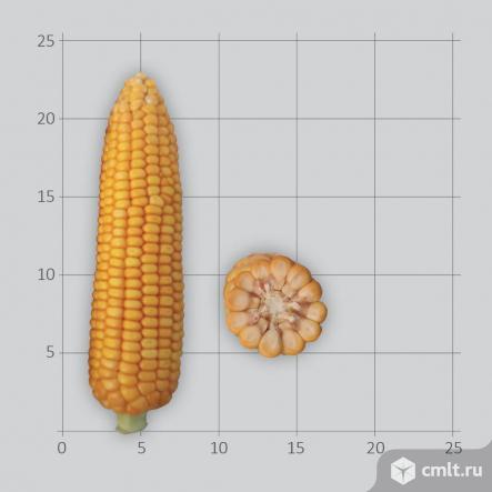 Семена гибридов кукурузы Лимогрен. Фото 1.