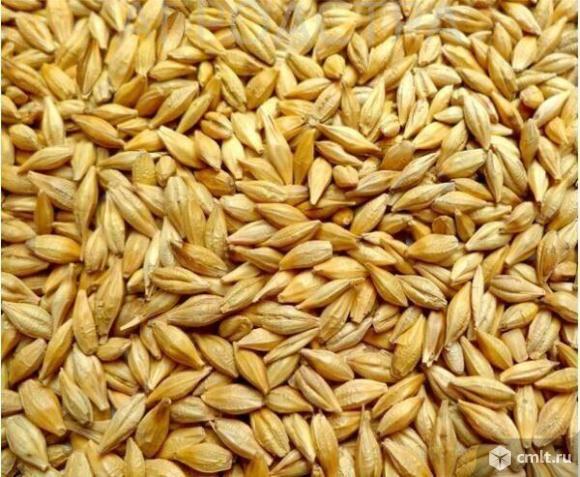Семена ячменя Леон, Ратник, Вакула, Прерия, Щедрый, Грис, Приазовский 9, Одесский22 ЭС/РС1. Фото 1.