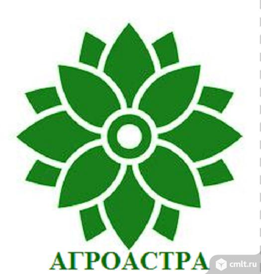 купить семена подсолнечника агроастра