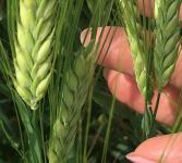 купить семена ячменя