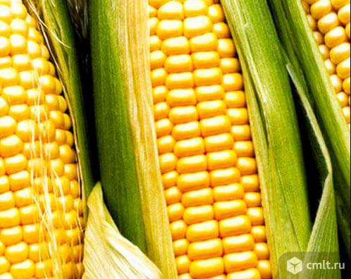 купить семена кукурузы