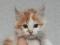 Биколорный   котенок мальчик сибирской породы  кошек, белый с  рыжим. Фото 3.
