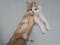 Биколорный   котенок мальчик сибирской породы  кошек, белый с  рыжим. Фото 9.