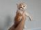 Биколорный   котенок мальчик сибирской породы  кошек, белый с  рыжим. Фото 11.