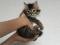 Котенок  Девочка Сибирской породы  Кошек, окрас коричневый  табби. Фото 1.