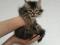 Котенок  Девочка Сибирской породы  Кошек, окрас коричневый  табби. Фото 2.