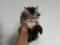 Котенок  Девочка Сибирской породы  Кошек, окрас коричневый  табби. Фото 3.