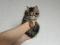 Котенок  Девочка Сибирской породы  Кошек, окрас коричневый  табби. Фото 4.