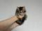 Котенок  Девочка Сибирской породы  Кошек, окрас коричневый  табби. Фото 5.