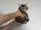 Котенок  Девочка Сибирской породы  Кошек, окрас коричневый  табби. Фото 6.