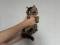Котенок  Девочка Сибирской породы  Кошек, окрас коричневый  табби. Фото 7.