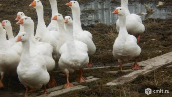 Гуси на мясо. Фото 1.