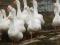 Гусята белые  порода Линда. Фото 2.