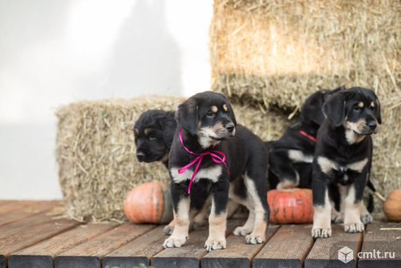 Щенки Бурят-Монгольского Волкодава (Хотошо). Фото 1.