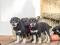 Щенки Бурят-Монгольского Волкодава (Хотошо). Фото 2.