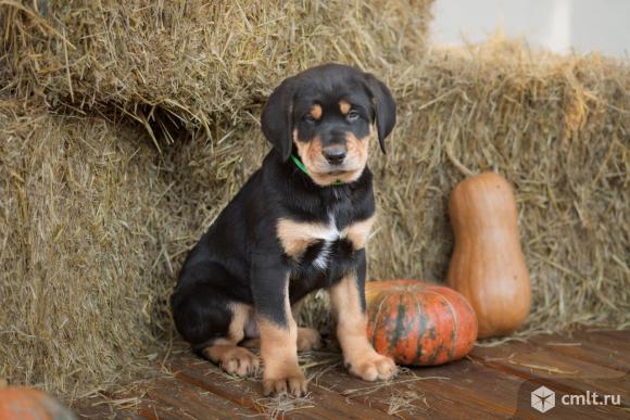 Щенки Бурят-Монгольского Волкодава (Хотошо). Фото 5.