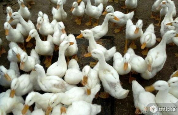 Утка агидель. Фото 1.