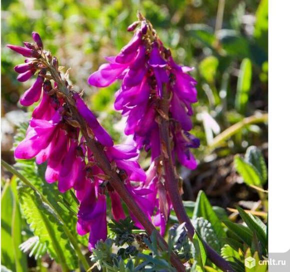 Красный корень (Копеечник забытый)