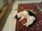 Котик черно-белой расцветки. Фото 4.