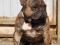 Щенки французского бульдога. Фото 7.