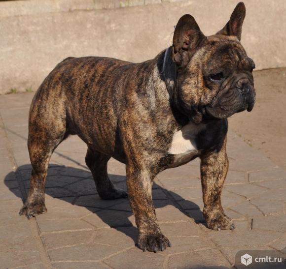 Щенки французского бульдога. Фото 8.