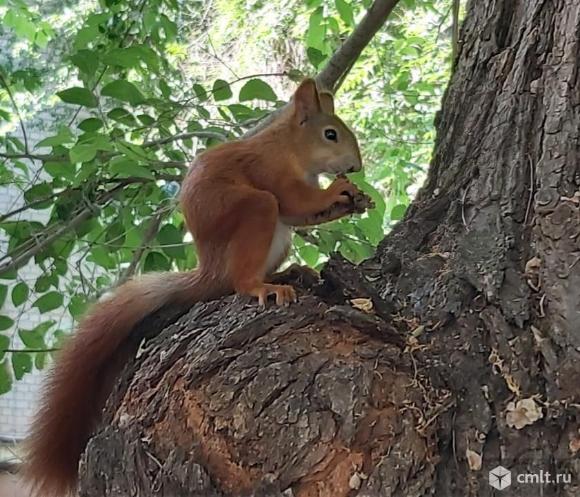 Помощник по хозяйству с функциями садовника. Фото 1.
