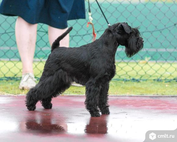 Щенки цвргшнауцера. Фото 5.