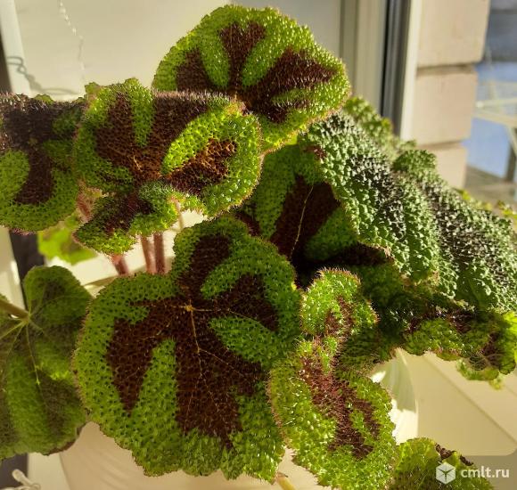 Бегонии роскошные. Фото 1.