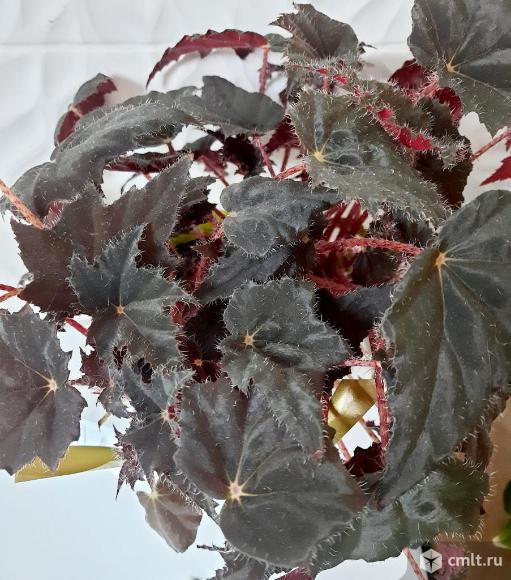 Бегонии роскошные. Фото 8.