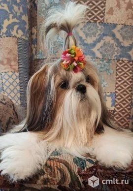 Элитные щенки породы ши - тцу с документами РКФ !. Фото 1.