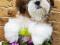Элитные щенки породы ши - тцу с документами РКФ !. Фото 12.