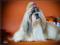 Элитные щенки породы ши - тцу с документами РКФ !. Фото 15.