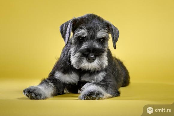 Щенки цвргшнауцера. Фото 1.