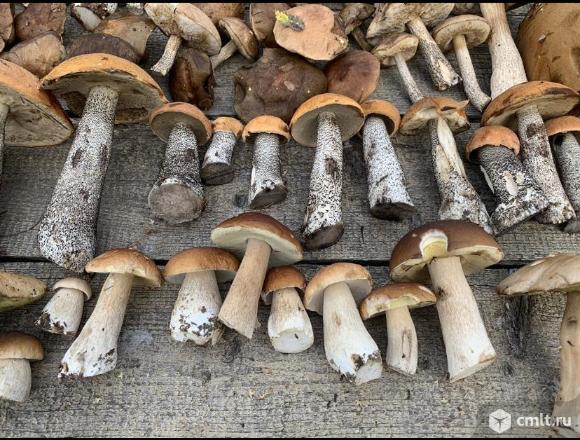 Грибочки солёные и маринованные и сушеные. Фото 12.