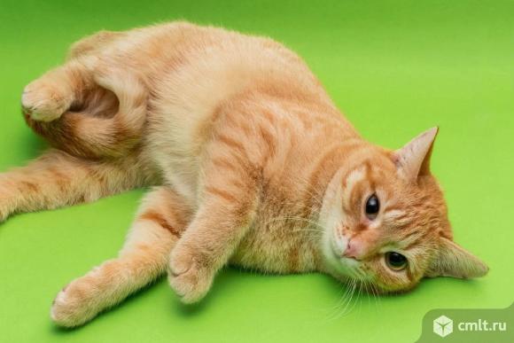 Ищем дом кошечкам. Фото 1.