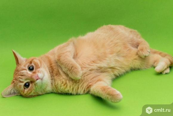 Ищем дом кошечкам