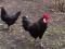 Продаю  цыплят яичной породы Минорка Испанская черная. Фото 3.