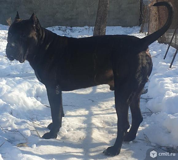 Щенки Канарский дог Presa Canario/Кобель для вязки. Фото 1.